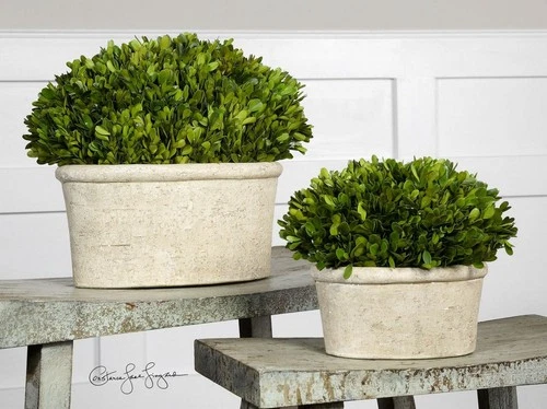 Preserved Boxwood - 14 inch Oval Dome Topiary (Set of 2) Accessories Uttermost - Picture 2 of 6
