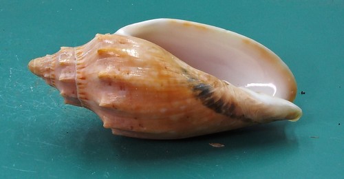 Voluta Cymbiola Moretonensis 61.3 Moreton Bay SELECTED - Picture 4 of 5