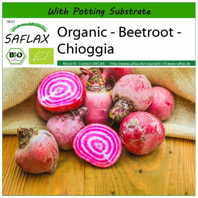 SAFLAX - Organic - Beetroot - Chioggia - 70 seeds - With soil - Beta