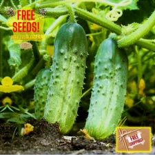 Fresh National Pickling Cucumber Seeds | Heirloom Non-GMO | Vegetable Seeds