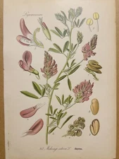 1886 ANTIQUE PICTURES LITHOGRAPH ART PRINT BOTANY FLOWER FLORA NATURE DECO PO...