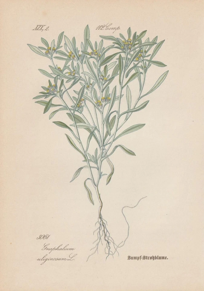 Sumpf-Ruhrkraut (Gnaphalium uliginosum) CHROMOLITHOGRAFIE von 1887 Botanik Antik - Bild 1 von 1