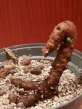 Anredera cordifolia, Caudex, Madeira Wein - Pflanze, Sukkulente 