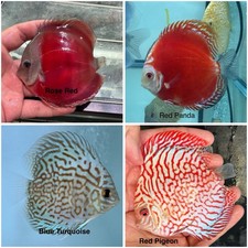Pack of 4 Discus Fish 3.75  - 4  - Live Fish Aquarium Overnight Shipping