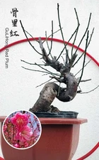 Rare Red GuLiHong Japanese Apricot Bonsai (Prunus mume) –  with buds