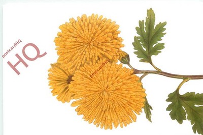 AK__Blumen, Chrysantheme, E.D. Smith [Royal Horticultural Society]