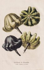 Carciofi Di Gerusalemme Zucca Zucca Ornamentale Pomologia Litho Morren