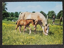 Horse postcard, postcard horses, horse postcards South
