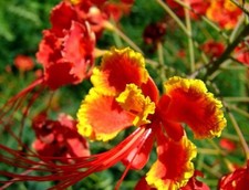 25 Pride of Barbados Seeds, Caesalpinia Pulcherrima, Red Bird of Paradise GradeA
