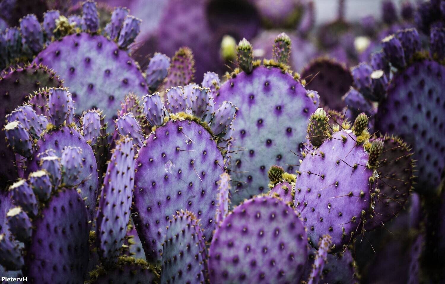 20 Purple Cactus Seeds (Opuntia Santa Rita) Prickly Pear Fruit Rare Fast Hardy-7