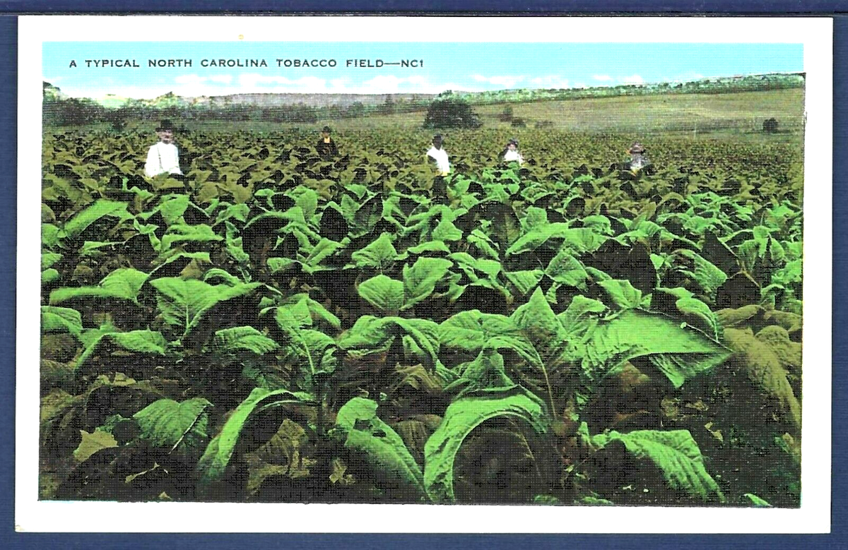 Typical North Carolina Tobacco Field
