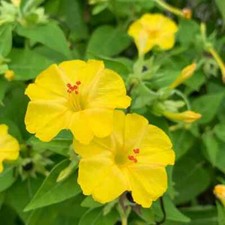 Four o’clock Mirabilis jalapa yellow 40 seeds+FREE REUSABLE PLANT LABEL