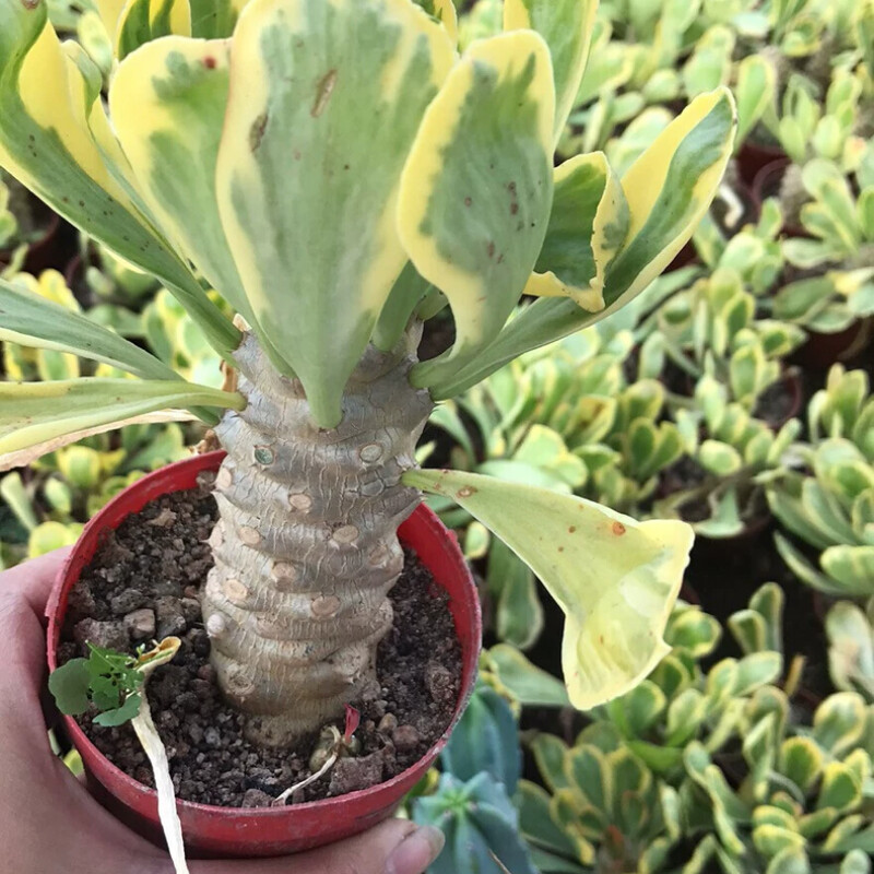 10cm Succulent Cactus Euphorbia Poissonii Pax Plant For Home & Garden | Cactaceae Live Plant
