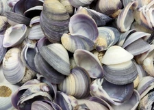Purple Violet Clam Seashell Halves (approx. HALF cup 50+ shells 0.75+ inches)