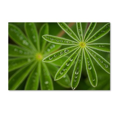 1X00576-C2232GG Canvas Art, 22x32
