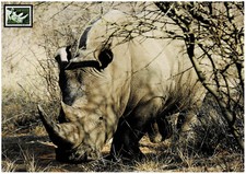 Nashorn Schmuckblatt 2.3