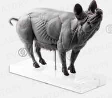 EVO 1/8 Muscle Anatomy Pig Model Art Medical Teaching Animal Model