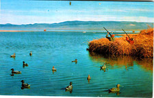 Postcard Waterfowl Hunting Sportsmen Shooting Ducks Decoys Blind Aim