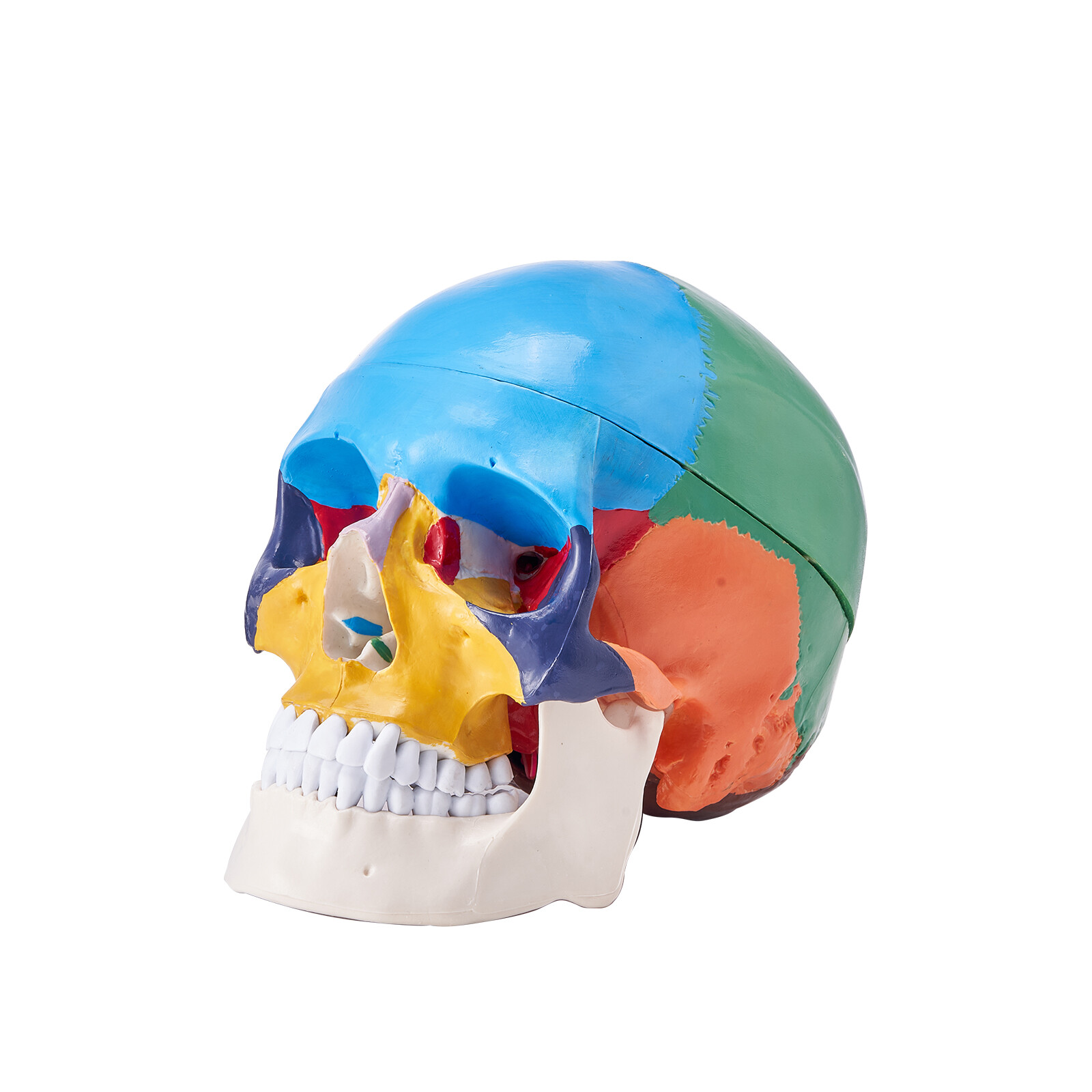 VEVOR Menschliches Schädelmodell Anatomisches Schädelmodell 3 Teile Farbig