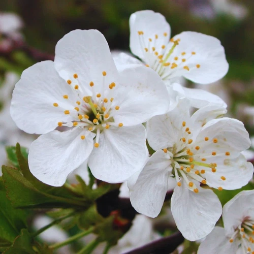 10 Selected Organic Prunus Cerasus Montmorency seeds - Image 3 of 4