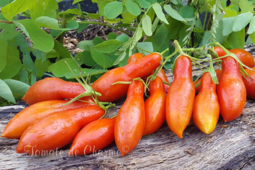 10 graines de tomate Strelka tomato seeds méth.bio - Bild 1 von 4