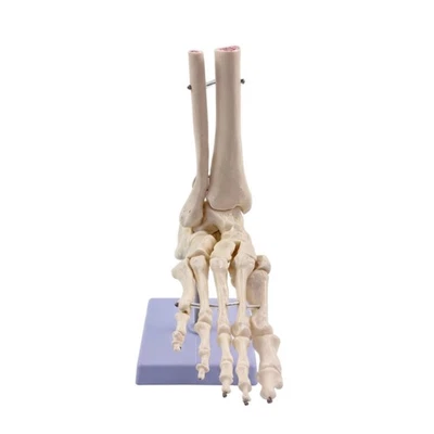 Modèle Anatomique de Jambe et Pied Pédagogique pour Cabinet Médical, - Photo 1/4