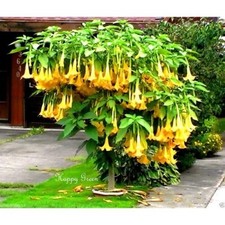 20 Fresh Seeds Of Yellow Angel's Trumpets Seeds Brugmansia Angel Trumpet Plant