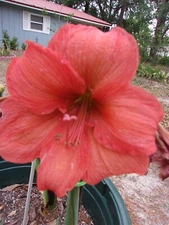 1 Amaryllis off-set bulb Desire Hippeastrum Plant 6-12 cm. circumference