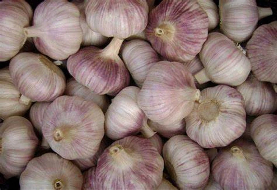 Garlic Bulbs, Purple Early Italian Whole Garlic Bulbs,for eating and/or planting - Image 3 of 3