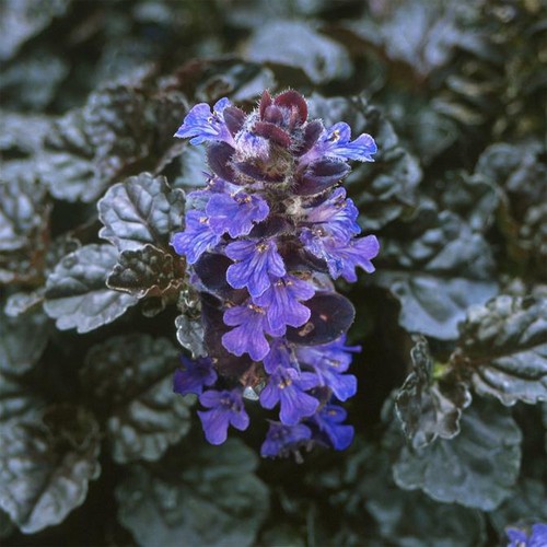 AJUGA REPTANS CATLIN'S GIANT BUGLE RHS AGM PERENNIAL POLLINATORS GROUND