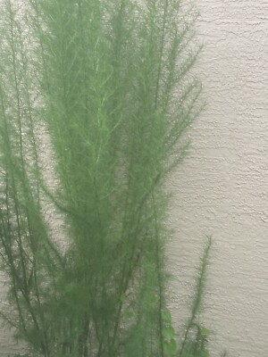 Dill Weed Dry Dill Herb High Premium Quality 100%Organic Pure Real  2 Oz, 56 Gms