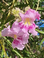 40+ Desert Willow, Chilopsis linearis, Tree Seeds, Pink Flowers, Fragrant (26B)
