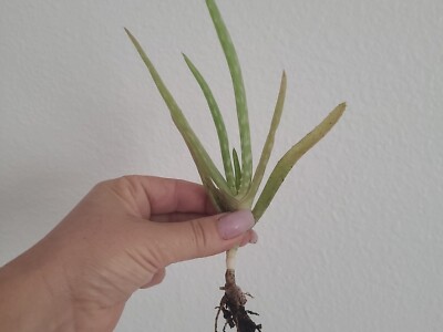 Medicinal Aloe Vera Barbadensis Miller 1 Live Edible Gel Plant 7-8" bare  root | eBay