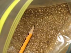 5 POUNDS DENSE BRASS SHAVINGS TURNINGS ARTS ORGANITE MELTING SCIENCE PLEASE READ