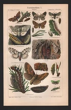 Chromo Lithograph 1905: Forest Insects I/II. Beetle Spinner Trees Pests 