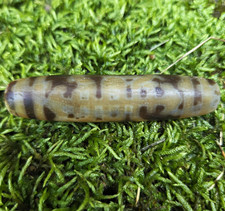 Double Tibetan old Agate Dzi Bead Happiness/Insect/ Longevity with 2 Eye.