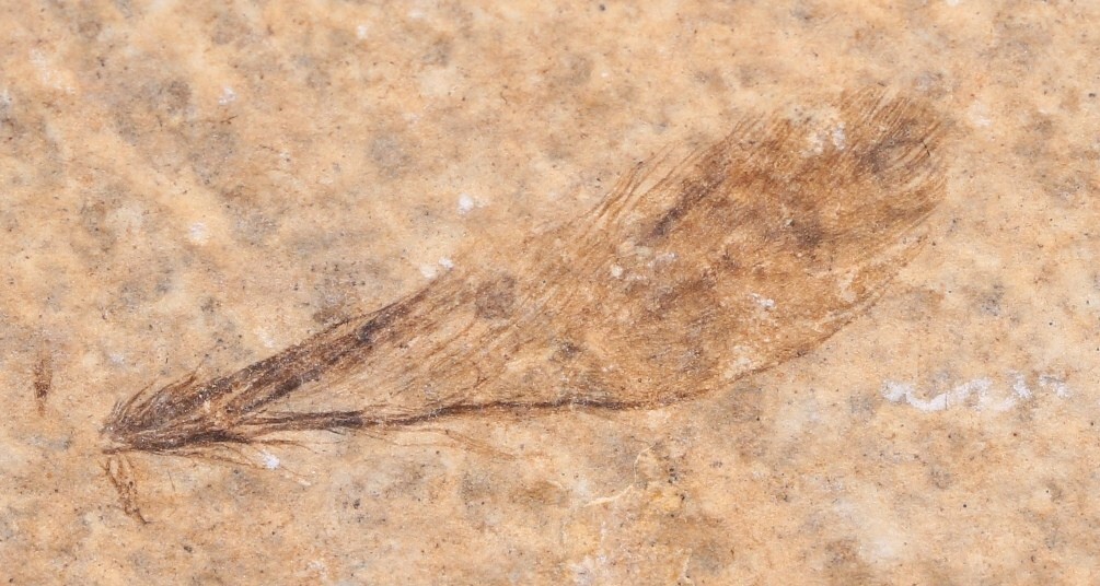 Stunning Fossil Bird Feather Fossil Lake Wyoming WY