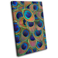 Peacock Feathers Animals SINGLE CANVAS WALL ART Picture Print VA