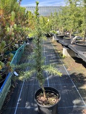 Atlas Cedar Tree - Cedrus atlantica - 20/40cm (2L Pot)
