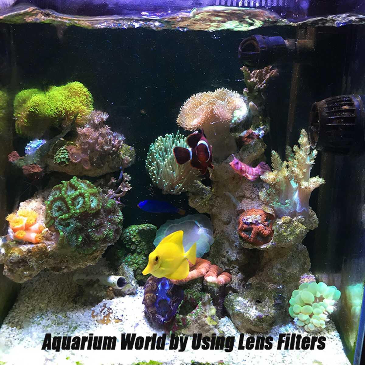 Aquarium Filter for Clownfish Tanks: Ultimate Guide for Crystal Clear Water
