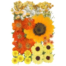 50 Pcs Dried Flowers for Resin,Real Pressed Leaves Mixed Multiple Natural Kit