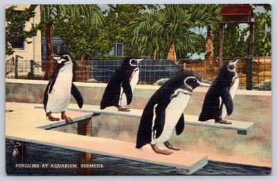 Vintage International Postcard BERMUDA Aquarium Penguins 1930s