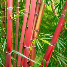 50 Bamboo Seeds Privacy Plant Garden Clumping Shade Screen "Red Panda"