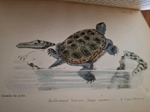 Vintage Antique 1857 The Aquarium  Sowerby with 20 Beautiful Hand Colored Plates