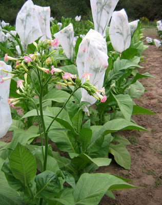 1000 White Gold Tobacco Seeds ~ Heirloom Non-GMO Nicotiana Tabacum - Fast  Grow!