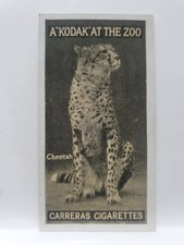 Carreras Cigarette Card, Kodak At The Zoo, #10 Cheetah (RD14)