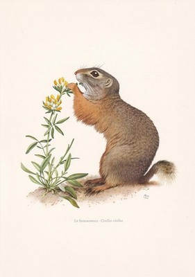 1960 EUROPÄISCHER BODENEICHHÖRNCHEN Druck - Vintage Tier Wandbild - 63 Jahre alt