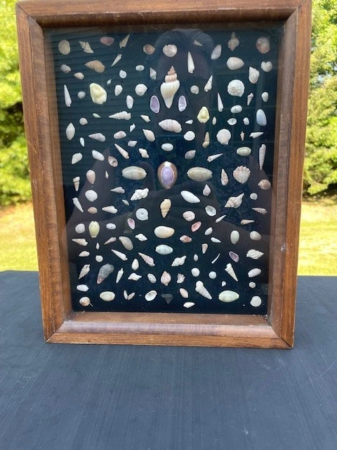 Caja de sombra hecha a mano de conchas sobre marco de madera de terciopelo negro 9.5X12X1.5 Foto 2 de 4