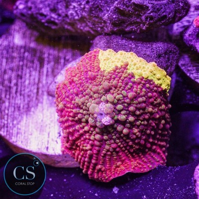 CS Bouncing Ultimate Jawbreaker Mushroom - WYSIWYG Live Coral