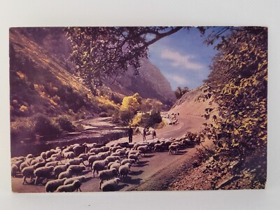 Postcard Sheep in a Western Canyon Utah c1960